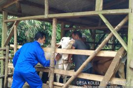 'Zero case' PMK di Kabupaten Pandeglang jadi kado terindah HUT RI ke-77