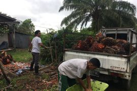 Petani sawit tetap optimis dengan harga sawit yang murah