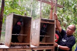 Pelepasliaran Burung Endemik Papua Jenis Nuri Kabare Page 3 Small