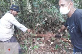 BBKSDA Riau pasang kamera jebak dan perangkap di lokasi wanita diterkam harimau