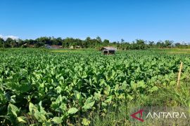 Pemkab Pamekasan tetapkan BPP Tembakau Rp54.239 per kilogram
