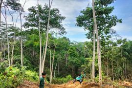 PT Anugerah Sekumur bersedia ganti rugi pohon sengon kelompok tani