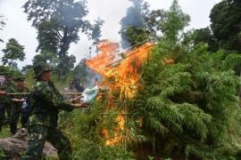 Pemusnahan Tanaman Ganja Di Pegunungan Aceh Besar