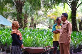 Pemprov Kalbar revisi pergub terkait akomodasi petani sawit swadaya