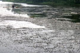 Situ Cibinong Bogor alami pendangkalan