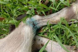 Empat ternak warga Matur Agam dimangsa harimau sumatera, dua mati