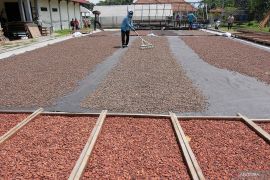 Penurunan harga kakao dipengaruhi peningkatan produksi di Afrika Barat