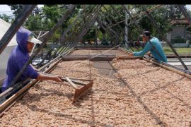 Ekspor kakao dari Jembrana