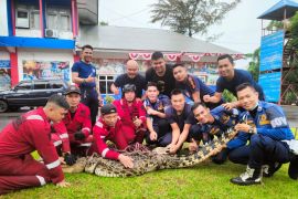 Buaya muara yang masuk ke keramba nelayan diselamatkan
