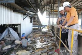 Kementerian ESDM dukung pengembangan tanaman rumbia di lahan bekas tambang