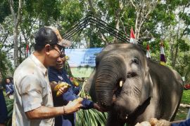 Atraksi dan tunggang gajah jinak di Way Kambas diganti wisata edukasi