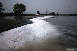 Panen garam di Sidoarjo