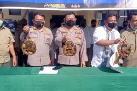Polda Sumut tangkap  nelayan perdagangkan belangkas