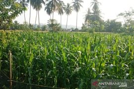 Produksi jagung di Agam 62.690 ton selama enam bulan