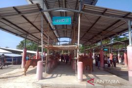 Pasar Hewan Jelok Cepogo mulai dibuka