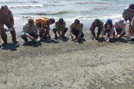 KSDA Wilayah II Nabire lepasliarkan 200 ekor tukik penyu lekang