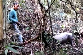 Polhut BKSDA Sulawesi Tenggara musnahkan 82 jerat liar dan selamatkan babi rusa