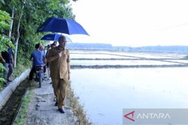 Beras Ulu Kasok asli Kampar segera hadir