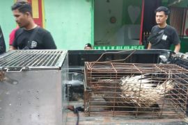 Polisi amankan satwa dilindungi dari warga Mukomuko