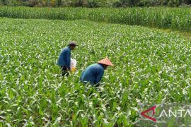 Lapas Terbuka Pasaman berikan pembinan bertani dan budi daya perikanan kepada warga binaan