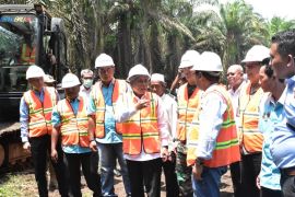 Pemkab OKI remajakan 21 ribu hektare lahan kebun sawit