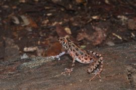 Balai Tanagupa eksplorasi herpetofauna