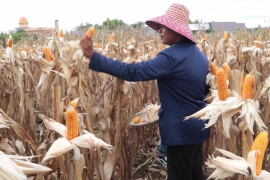 Pemerintah pacu produksi jagung