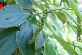 Pemprov Lampung bantu petani lada melalui intensifikasi tanaman