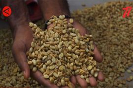 Ini proses pengolahan biji kopi pegunungan Papua