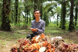 Cerita alumni Kartu Prakerja di perkebunan sawit Kalbar