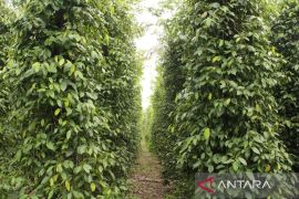 Inovasi 'Melada' berhasil dikembangkan Petani lada di Bangka
