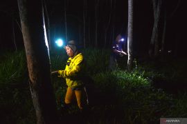 Kenaikan harga BBM dan peluang revitalisasi kebun karet rakyat