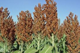 Govt pushes upstream, downstream development of sorghum