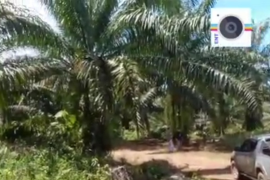 KPH Mukomuko Bengkulu menduga ribuan hektare kebun sawit berada di hutan