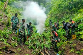 Kodim Pidie temukan dua hektare ladang ganja di pegunungan Tangse