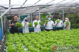 PLN tingkatkan produktivitas pertanian di Kalsel melalui pemanfaatan energi listrik