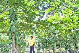 Komunitas Petani Bali Jengah sulap lahan kosong jadi perkebunan pepaya