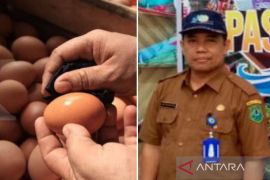 Pakan dan transport bikin harga telor Ayam Ras tetap mahal