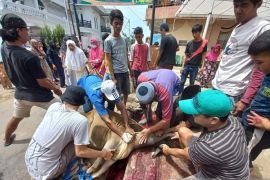 Polisi tambah bukti dan kesaksian korban Sapi Kurban