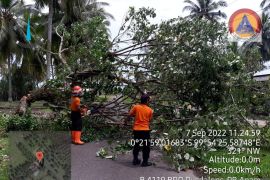 BPBD Agam turunkan TRC bersihkan pohon tumbang
