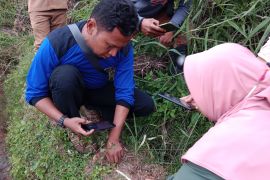 Ternak warga Matua Agam kembali dimangsa satwa liar