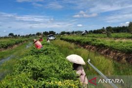 Harga cabai rawit hiyung naik akibat cuaca buruk dan BBM naik