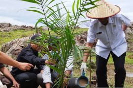 Luas tanam kebun sawit swadaya di Kalimantan Barat capai 534.767 hektare