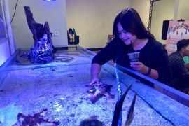 "Menyentuh biota laut di akuarium" jadi wisata edukasi baru di Bali