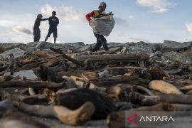 Pemanfaatan Kayu Hanyut Untuk Bahan Bakar Page 3 Small