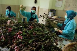 Pengembangan tanaman obat tradisional