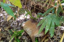 Seekor anak sapi diterkam Harimau di Aceh Jaya