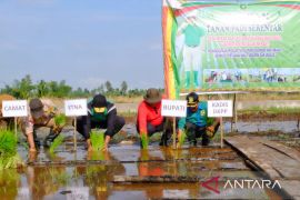 Tanam padi di Rangsang Barat, Bupati Meranti akan segera cari solusi kendala petani