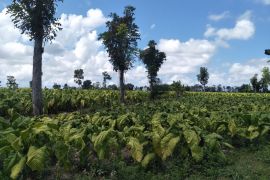 Harga tembakau di Lombok Tengah stabil meskipun hujan