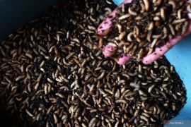 Budi daya larva maggot di Madiun